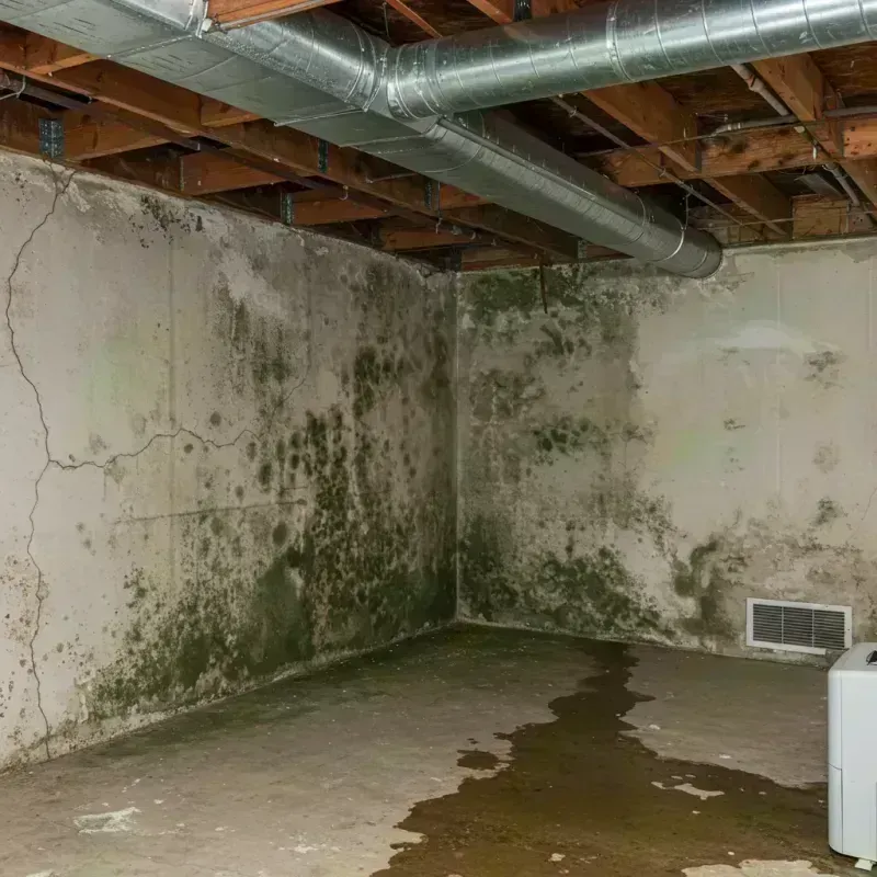 Professional Mold Removal in Wayne, IL